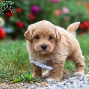Tommy, Maltipoo Puppy